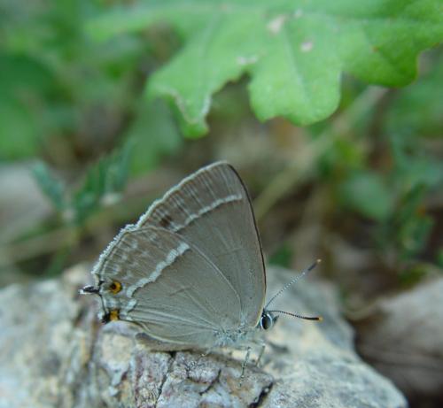 Réf. 198 051 : Favonius quercus